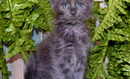 ONEGIN (Продан Москва)