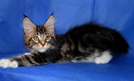 FLIPPER (Продан Самара)